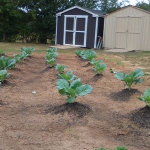 Meet your Posher, Harold